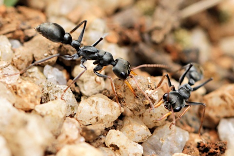 Jumper Ant (Myrmecia pilosula) (Myrmecia pilosula)